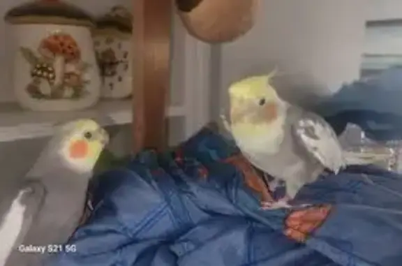 Lost Cockatiels: Help Find Charlie & Dolly!