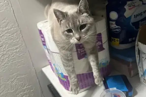 Lost Cat: Small, White Fur & Icy Eyes