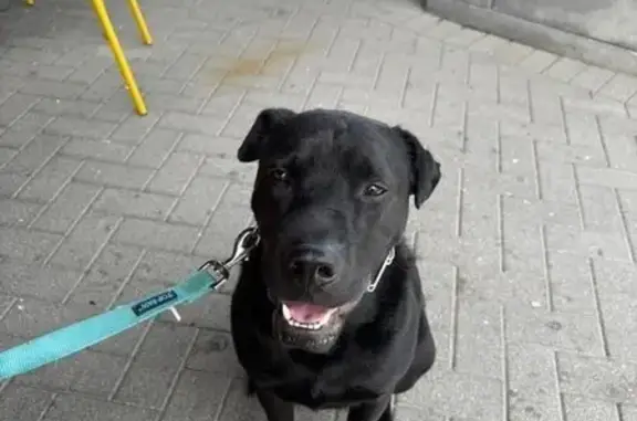 Lost Dog: Blue Leash on Geneva Lane
