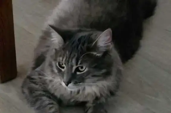 Animaux perdus Étiolles, photo: Chat gris perdu, Étiolles, rue Vieux Chemin