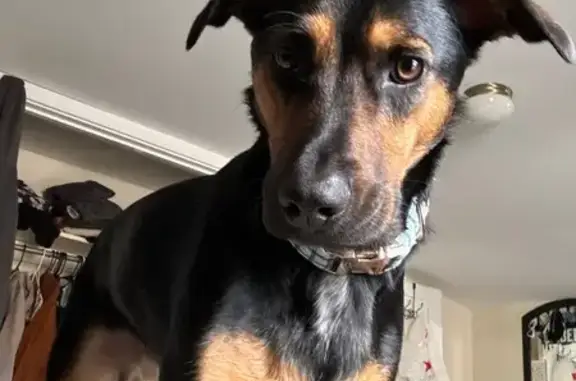 Lost Dog: Skittish, Food-Loving Pup