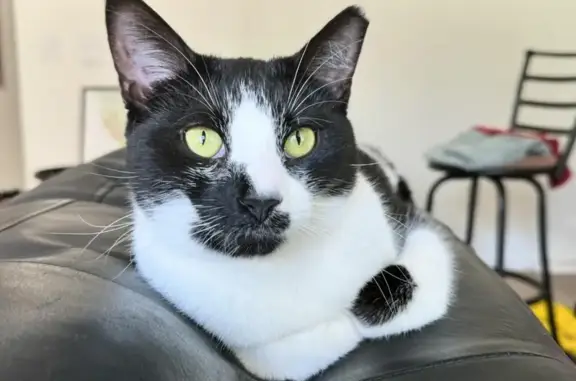 Lost Chunky Tuxedo Cat: Alpine Trail