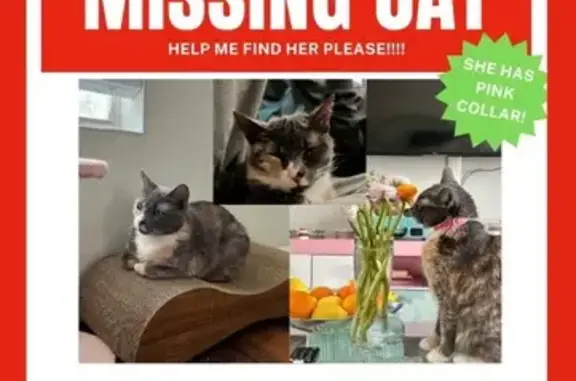 Lost Cat Near Parks Mill Rd, Buckhead