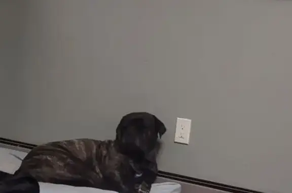 Lost Dog Brindle: Missing on Lake Knolls