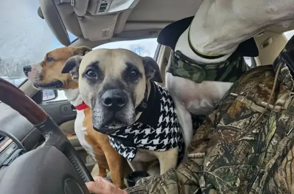Lost Dog: Fawn Mastiff/Pit Mix in Lorain