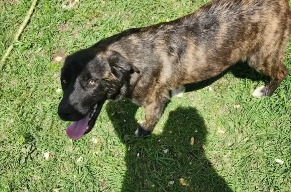 Found: Sweet Brindle Puppy Seeks Home