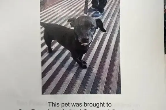 Found Black Dog in SF - See Photo