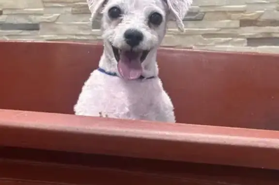 Perro Pequeño Perdido: Collar Rosa y Azul