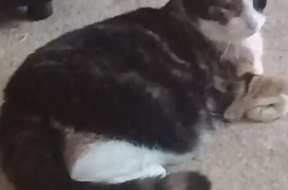Lost Cat: Multicolored with Eye Patches