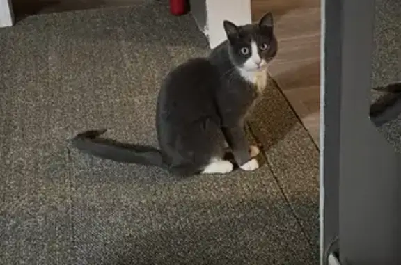 Lost Cat Loki: Friendly Gray & White Cat