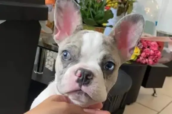Lost French Merle Bulldog in Fort Pierce