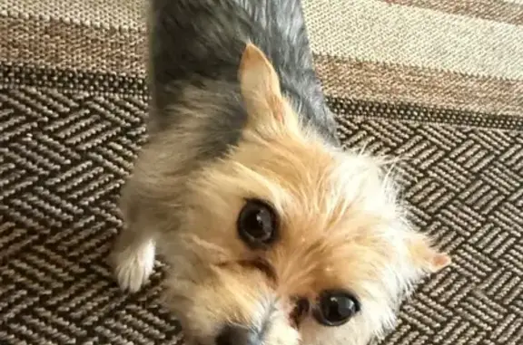 Help Find Our Small, Friendly Dog!