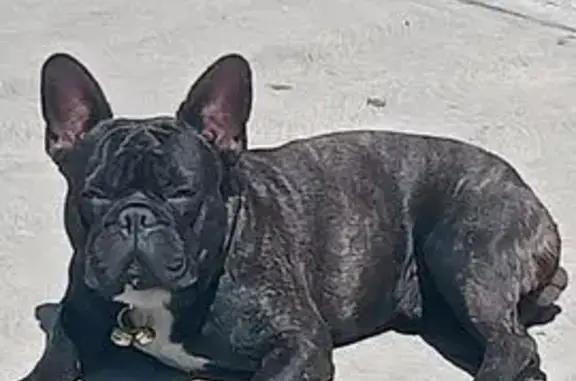 Perro Perdido de 14 Años en CDMX - Yucatán