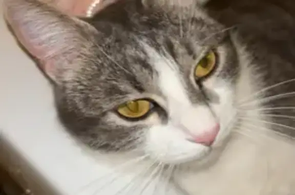 Animaux perdus , photo: Chatte perdue grise/blanche Rue Olympe