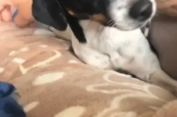 cachorro desaparecida