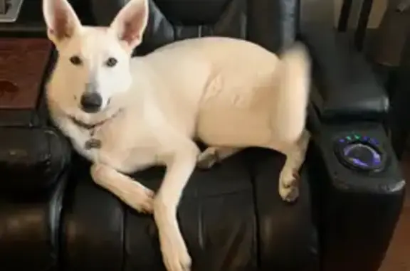 Lost White German Shepherd in Fort Worth
