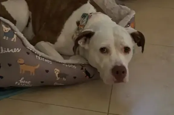 Sweet Brown & White Dog Found in Port St. Lucie