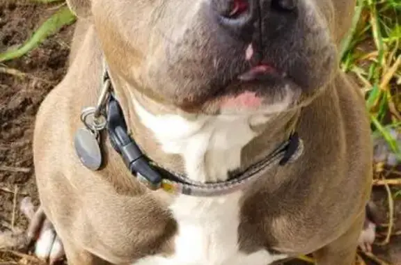 Lost: Friendly Blue, 3yo Staffy, Ella Cres