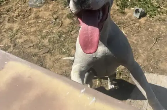 Perra APBT Perdida: Nerviosa y Juguetona