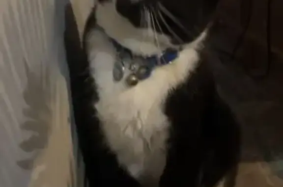 Lost Tuxedo Cat: Blue Collar, Sydney