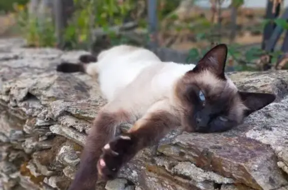 Animaux perdus La Plaine-sur-Mer, photo: Chatte Nouchka perdue à La Plaine-sur-Mer