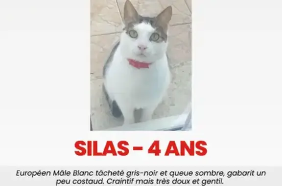 Animaux perdus Blaye, photo: Chat mâle blanc/gris perdu à Blaye