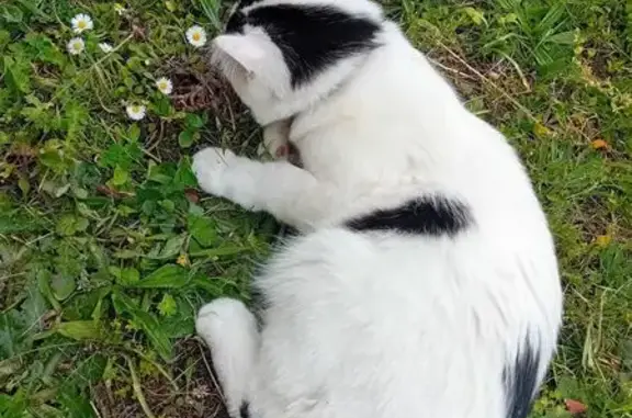 Animaux perdus Olivet, photo: Chat perdu noir/blanc cicatrice nez Olivet