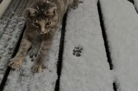 Animaux perdus Argentan, photo: Chatte grise tigrée perdue à Argentan