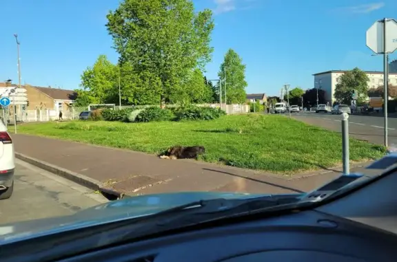 Grand chien perdu et inquiet à Lille - photo