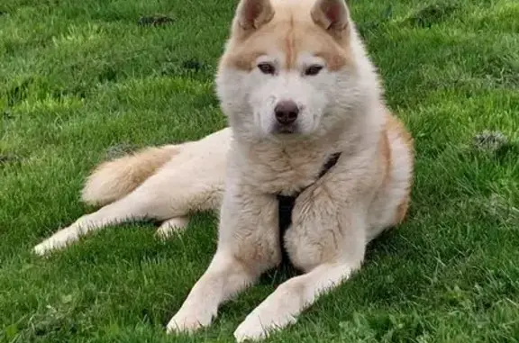 Chien beige perdu à Novacelles, urgent ! - photo
