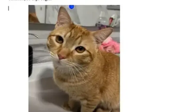 Gatito Naranja Perdido en Valdemoro