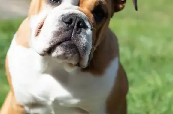 Chien perdu Plougastel-Daoulas, photo : Chienne perdue à Plougastel-Daoulas