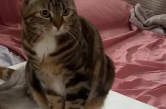 Chatte perdue, taches blanches et marron - photo