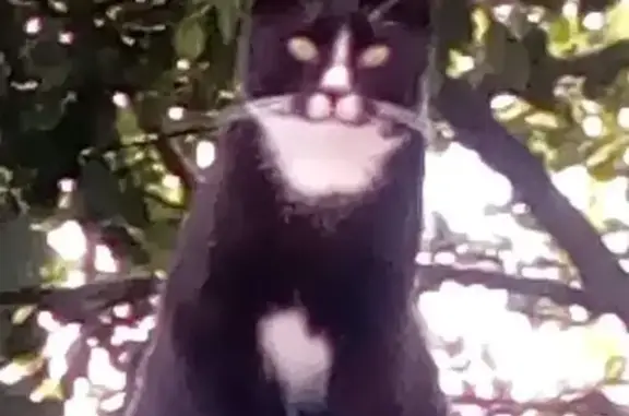 Lost Cat: Black with White Paws & Fang