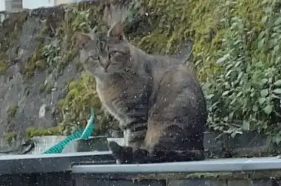 Chat trouvé Albi, photo: Chat tigré trouvé à Albi, Esplanade