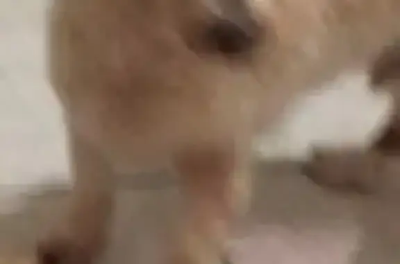 cachorro desaparecida