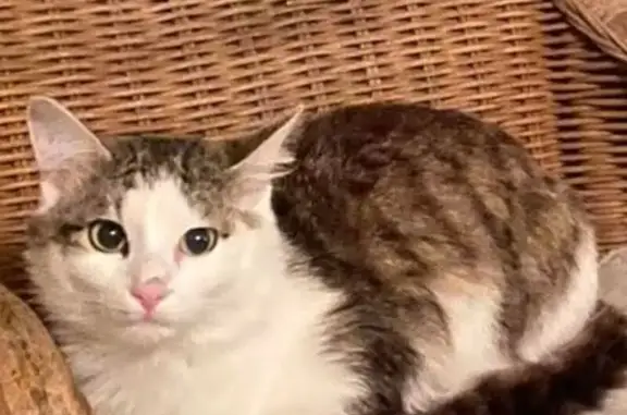 Chatte perdue, tigrée gris-blanc, Valbonne - photo