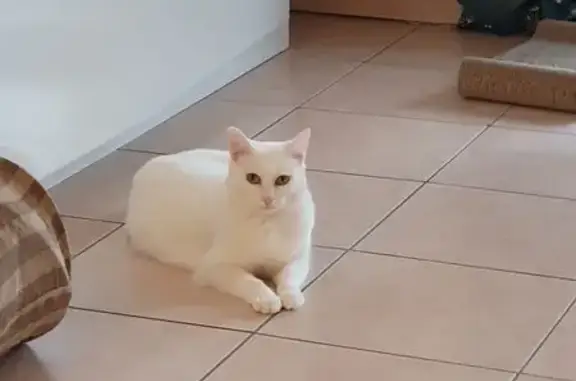 Chat perdu, La Baule-Escoublac, photo: Chatte Blanche perdue, saut 1er étage