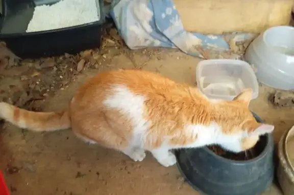 Chat roux et blanc trouvé à Ispagnac - photo