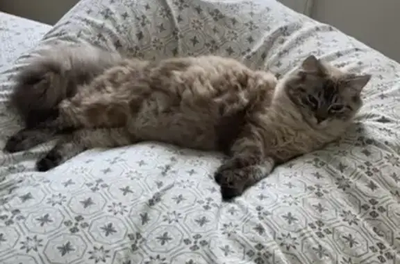 Animaux perdus Savigné, photo: Chat perdu : Tomy, crème, Rue des Charmes