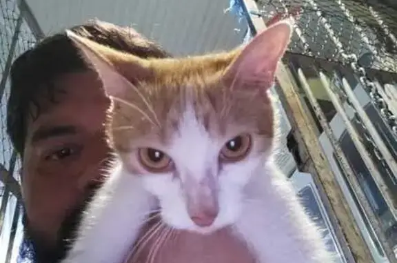 gato desaparecida
