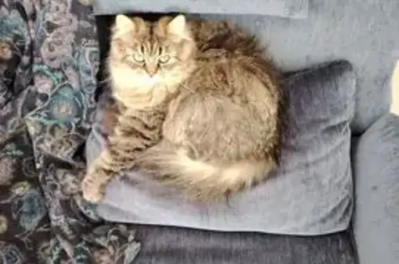 Animaux perdus Reims, photo: Chatte British Longhair perdue à Reims