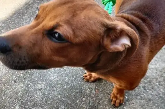 Chien trouvé , photo: Chien marron trouvé à Ham-en-Artois