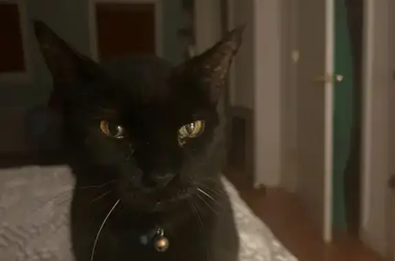 Lost Senior Cat: Blue Collar, Ocean Pkwy