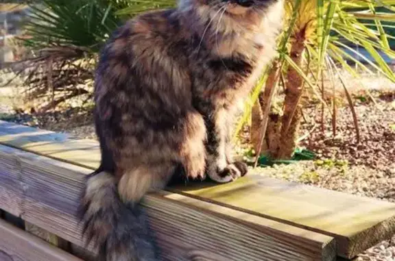 Animaux perdus Andouillé, photo: Chat perdu Écaille, pucée, Andouillé