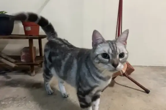 Friendly Found Cat Near Bedok Reservoir