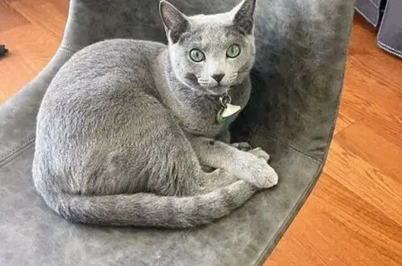Lost Blue-Silver Cat in Oceanside