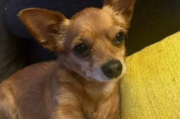 Help Find Annabelle: Lost Chihuahua