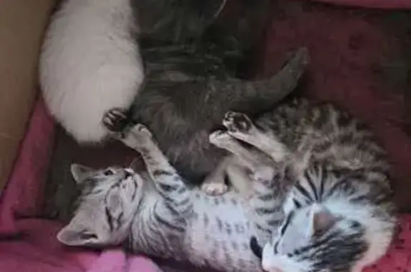 Animaux perdus Vaulx-en-Velin, photo: Deux chatons perdus à Vaulx-en-Velin