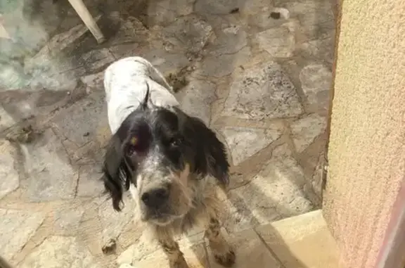Setter anglais perdue, 12 ans, Le Bugue - photo